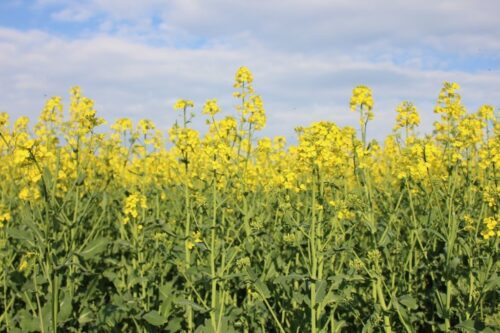 rzepak, szkodniki łuszczynowe