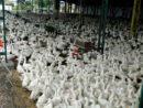 Wirus HPAI w natarciu, HPAI, grypa ptaków, drób, ogniska HPAI, bioasekuracja, kury nioski, hodowla drobiu, wirus H5N1