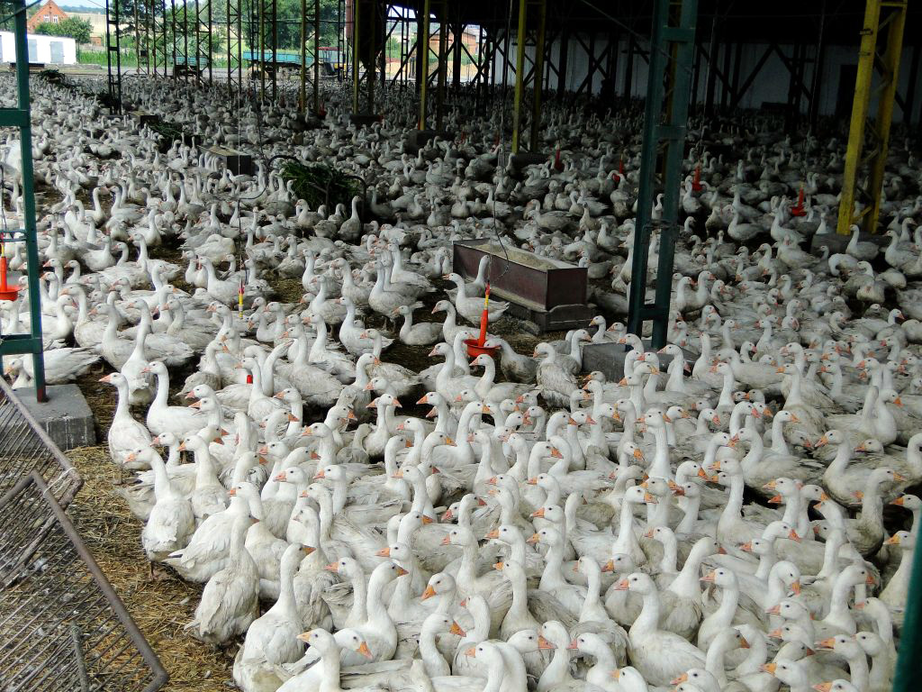 Wirus HPAI w natarciu, HPAI, grypa ptaków, drób, ogniska HPAI, bioasekuracja, kury nioski, hodowla drobiu, wirus H5N1