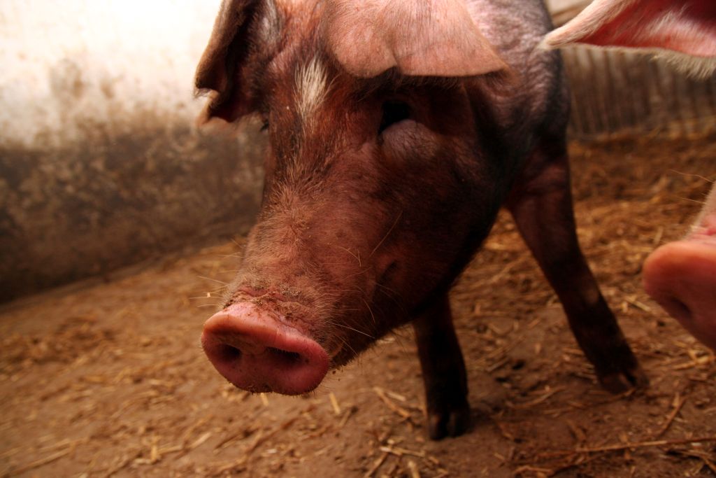 ASF, ASF w chlewni, bioasekuracja, trzoda chlewna, hodowla świń, afrykański pomór świń, Polskie Stowarzyszenie Bioasekuracji