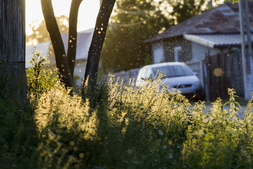 samochód, auto w gospodarstwie