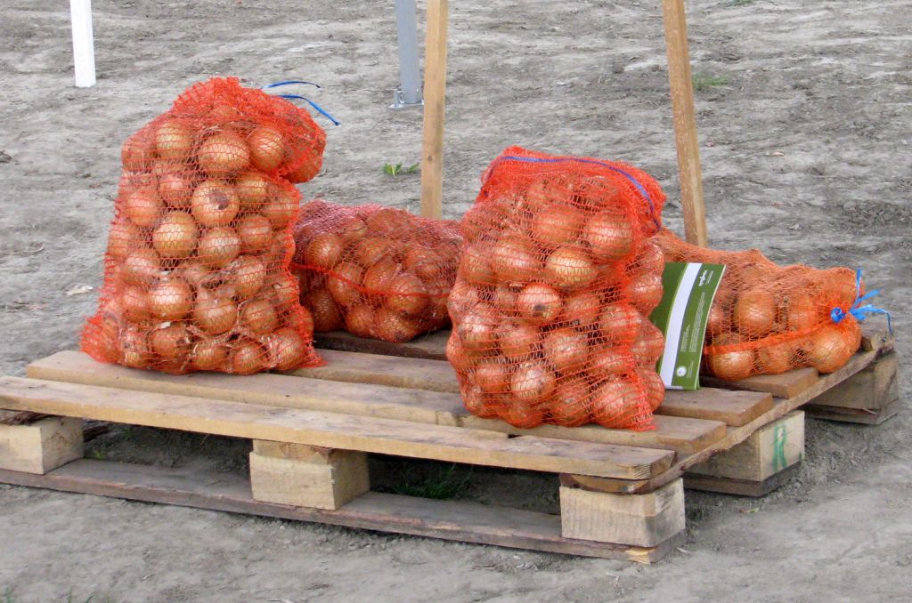 ceny gwarantowane za produkty rolne, cebula