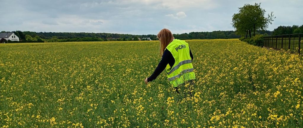 kontrole oprysków, inspekcja na polu