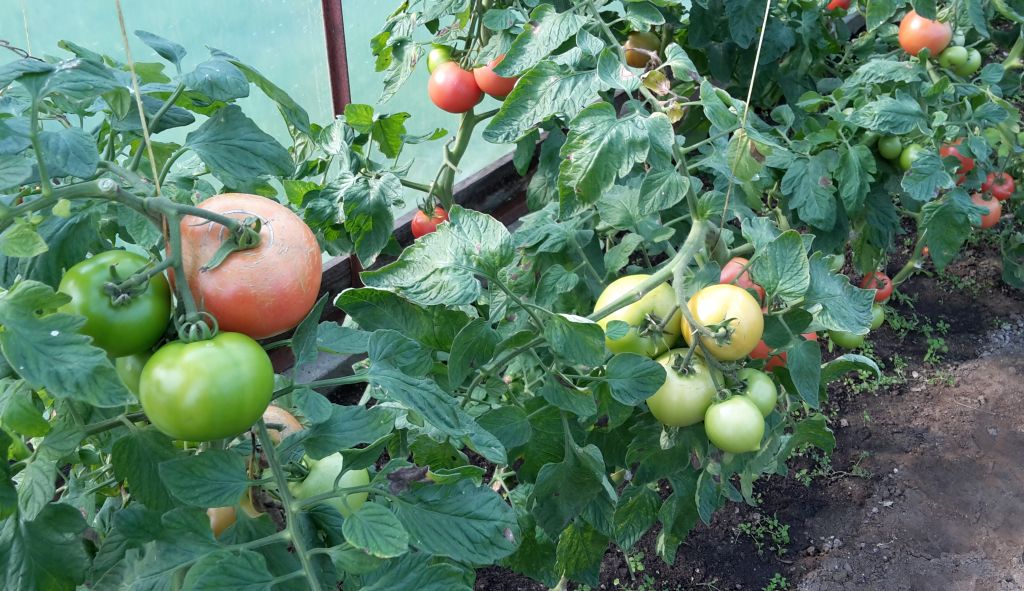 producenci warzyw i owoców, pomidory