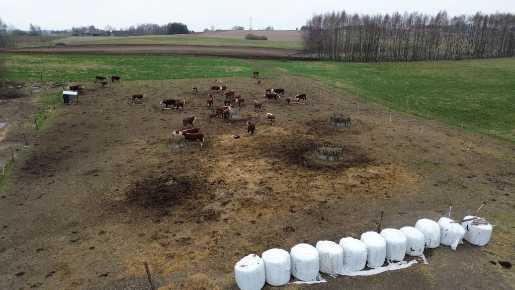 Stado bydła mięsnego hereford