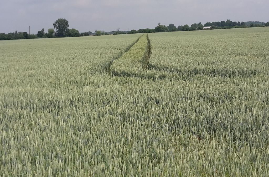 zboże rezerwy strategiczne, ceny zbóż