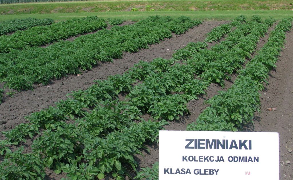 uprawa ziemniaków, producenci ziemniaków