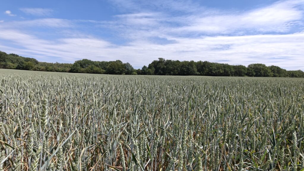 Agrosimex zboże
