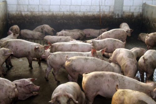 Alarm dla producentów trzody, obawy hodowców, ASF, ASF na Węgrzech, afrykański pomór świń, trzoda chlewna, świnie, bioasekuracja