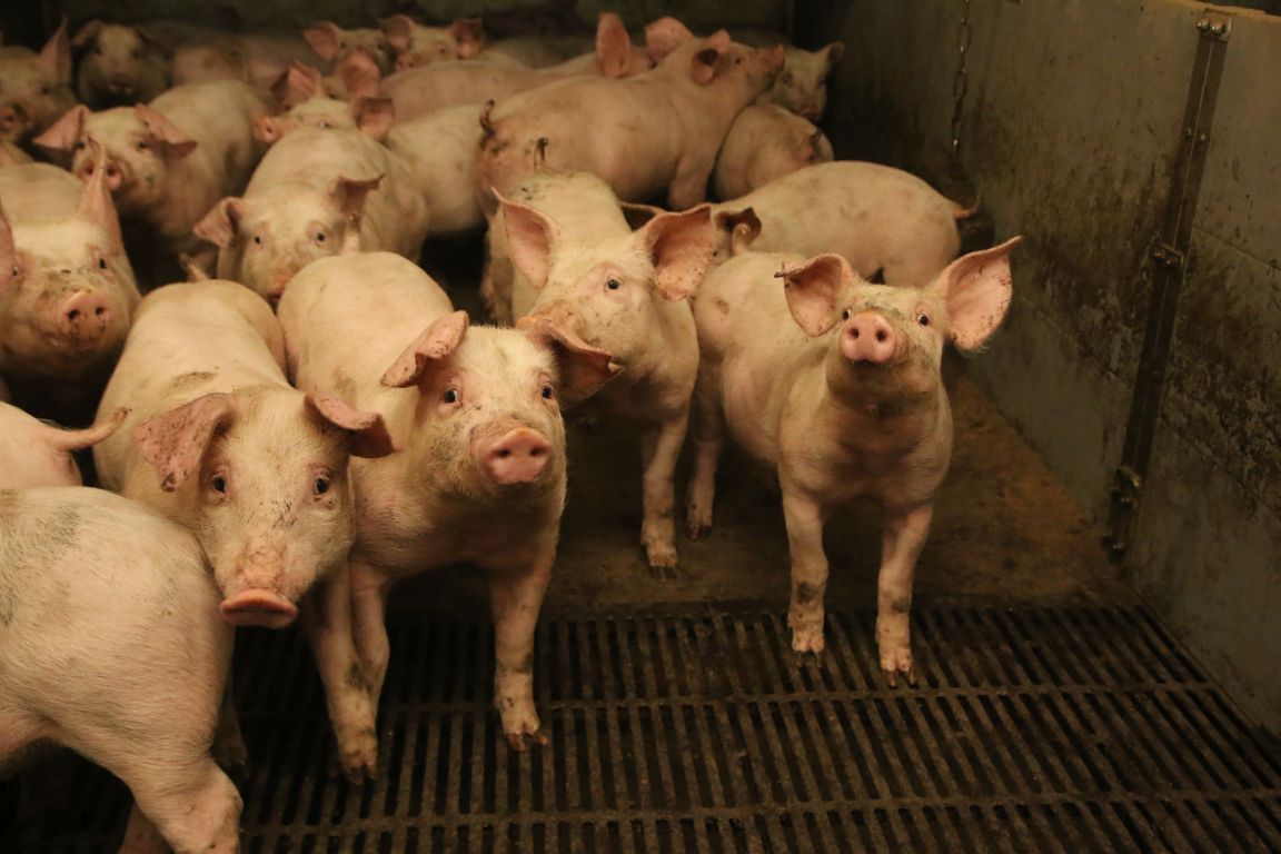 Duńska ferma, trzoda chlewna, DanBred, produkcja prosiąt, rozród loch, żywienie loch, warchlaki