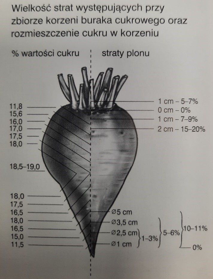 główki buraków cukrowych, uprawa buraka