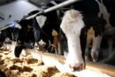 stres cieplny u krów, upały w hodowli bydła, produkcja mleka, dobrostan krów, wentylacja obory, chłodzenie krów, krowy mleczne, THI