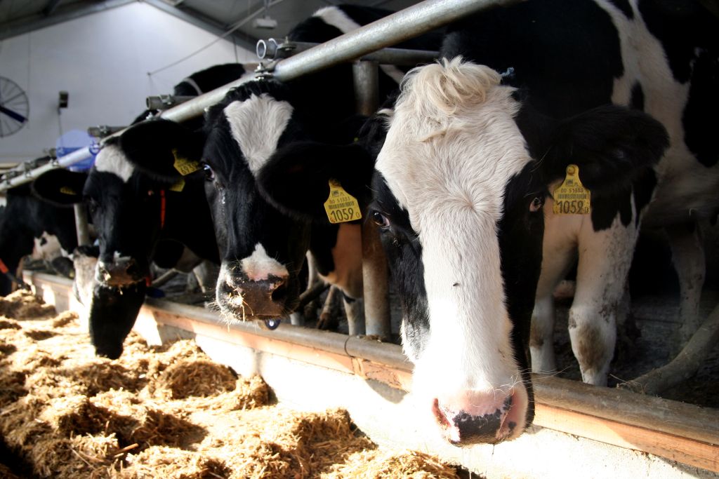 stres cieplny u krów, upały w hodowli bydła, produkcja mleka, dobrostan krów, wentylacja obory, chłodzenie krów, krowy mleczne, THI