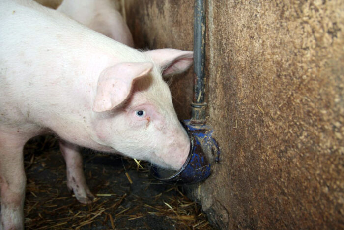 stres cieplny u świń, trzoda chlewna, hodowla świń, rozród świń, laktacja loch, zdrowie jelit, żywienie świń, dobrostan zwierząt
