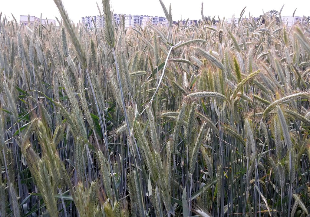 związek producentów zbóż, zboże