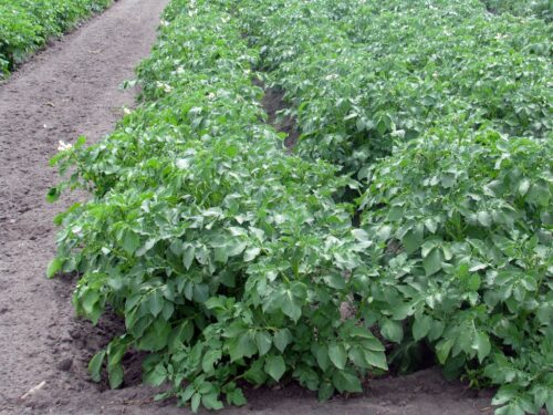 uprawa ziemniaków