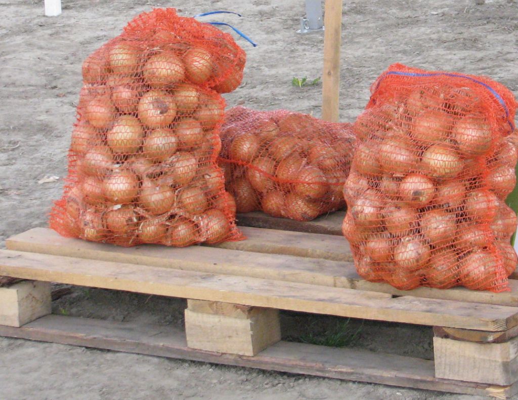 cebula z Holandii, import cebuli