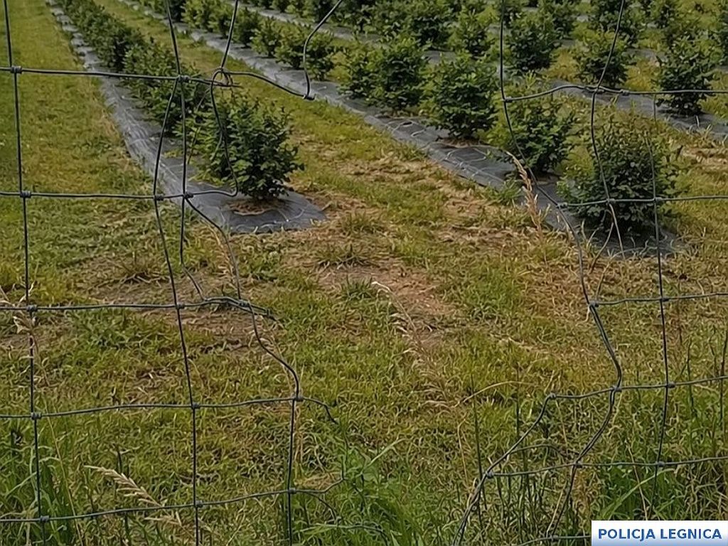 plantacja borówek, włamanie na plantację