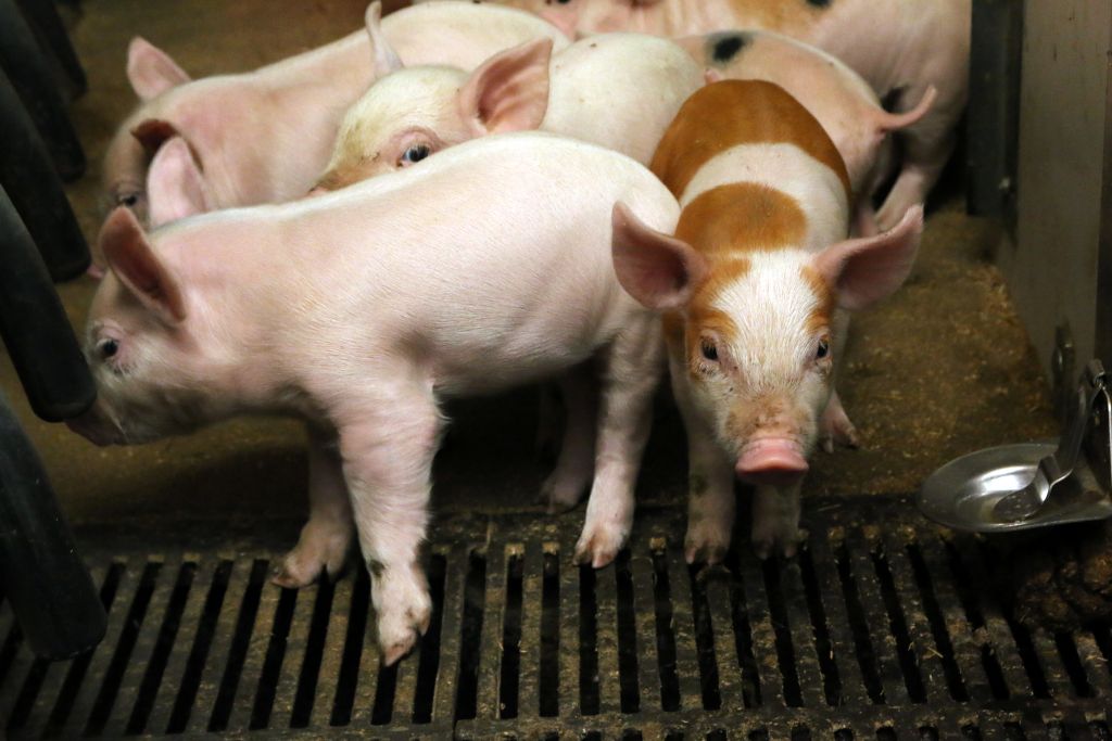 nowy parwowirus świń, parwowirus świń, zdrowie świń, choroby świń, prosięta, trzoda chlewna, Dania, Holandia, Belgia, Niemcy, Hiszpania