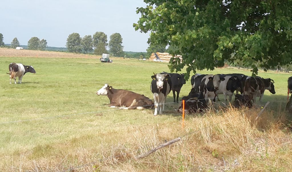 płatności rolno-środwiskowe, bydło na pastwisku