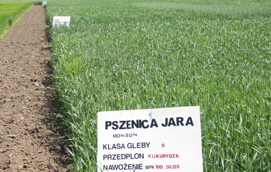 polska pszenica Egipt, uprawa zbóż