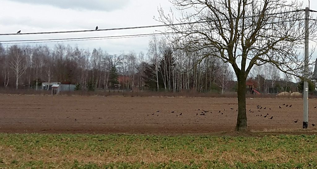 szkody wyrządzane przez ptaki, ptaki na polu
