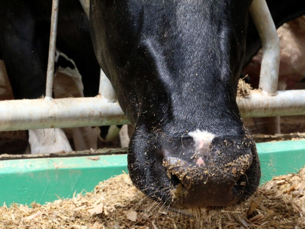 H5N1 w USA, H5N1u bydła mlecznego, H5N1, grypa ptaków, bydło mleczne, drób, HPAI, EFSA, bioasekuracja, choroby bydła, mleko, mastitis