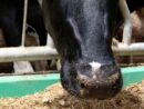 H5N1 w USA, H5N1u bydła mlecznego, H5N1, grypa ptaków, bydło mleczne, drób, HPAI, EFSA, bioasekuracja, choroby bydła, mleko, mastitis