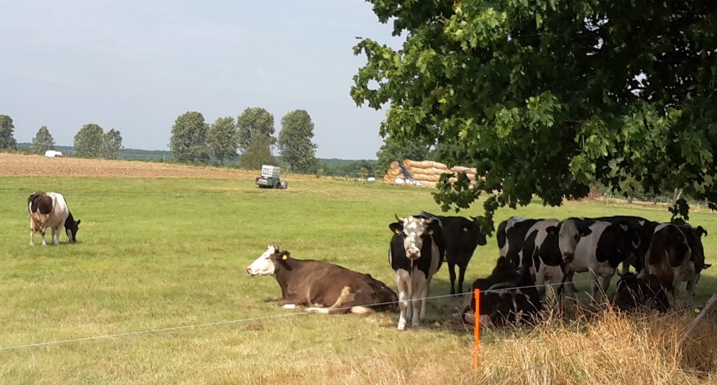pastwisko, bydło