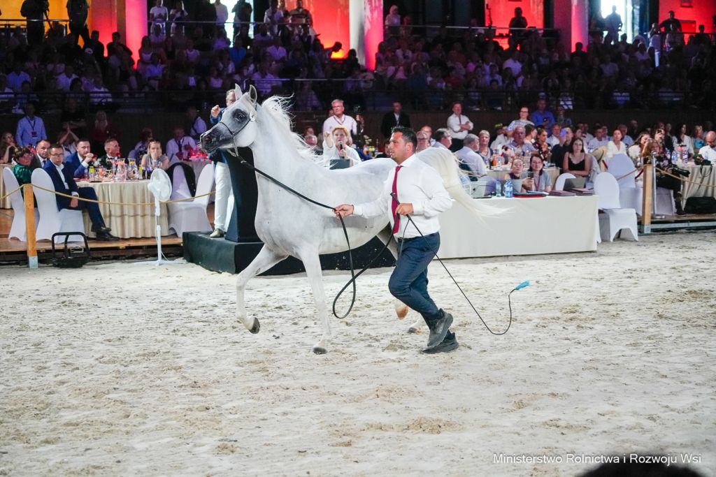 Pride of Poland 2026, aukcja koni