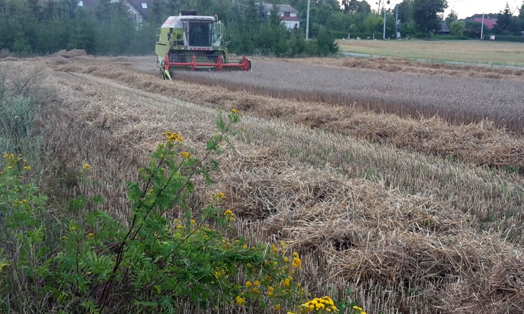 żniwa trwają, kombajn na polu