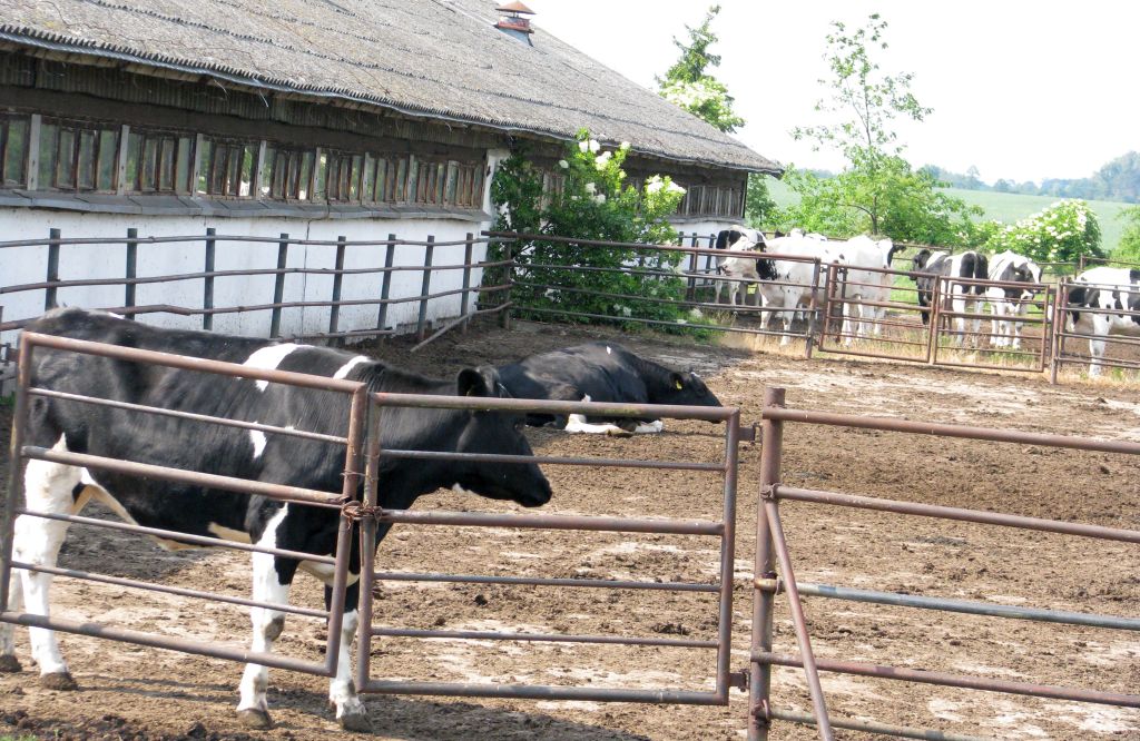 inwestycje w dobrostan zwierząt, wybieg dla bydła