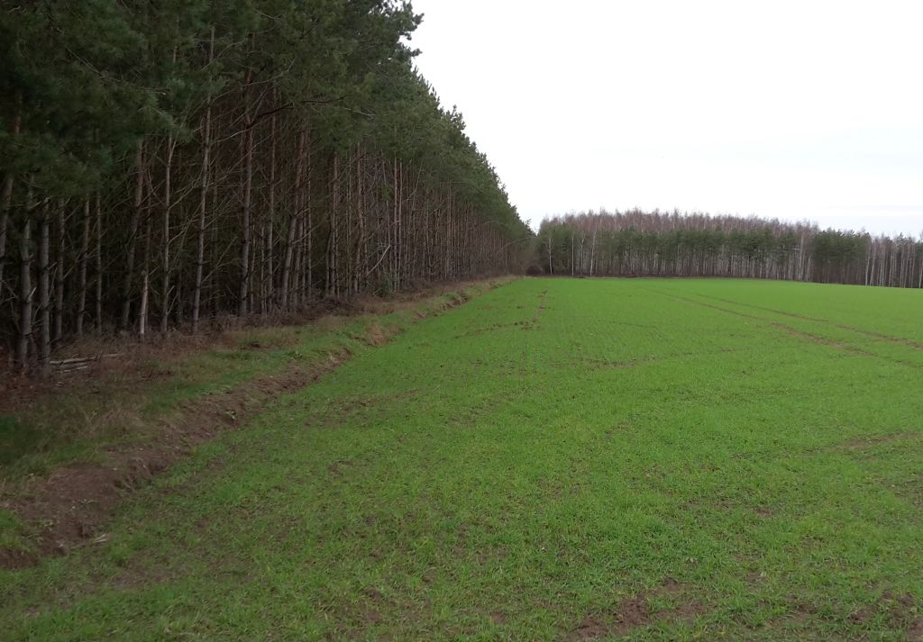 szkody łowieckie gminy wiejskie, pole pod lasem