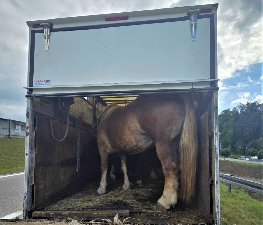 transport koni, koń w aucie