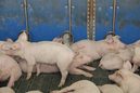 Zakwaszacze w żywieniu trzody chlewnej