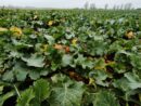 biostymulatory a przezimowanie rzepaku