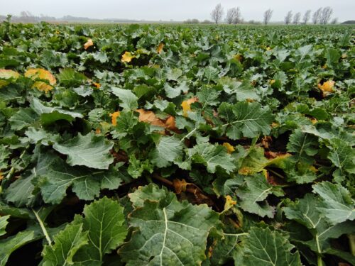 biostymulatory a przezimowanie rzepaku