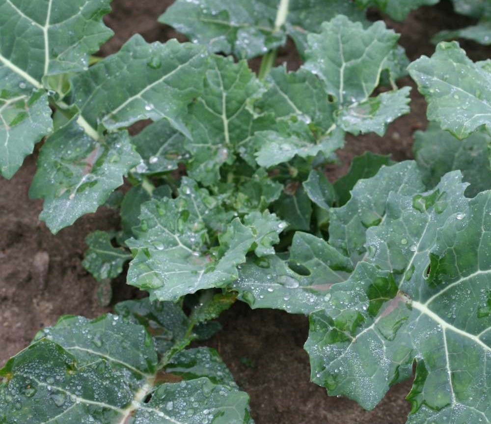 rzepak, plantacja rzepaku, uprawa