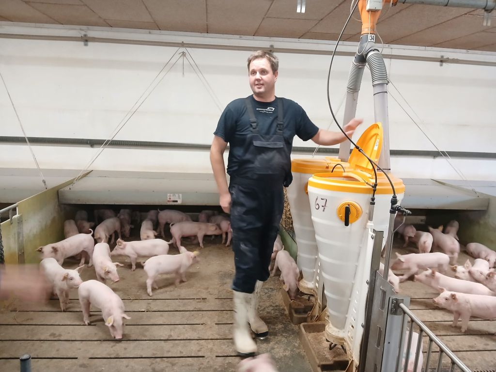 Ferma świń w Danii