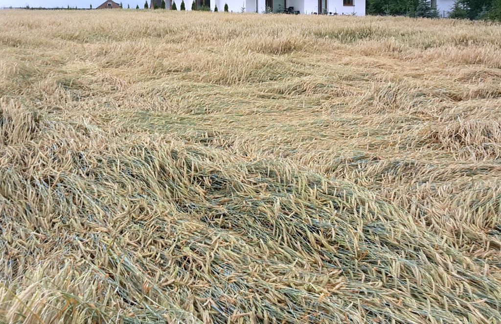 pomoc dla poszkodowanych rolników, zboże