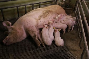 Wspomagają maciory karmiące