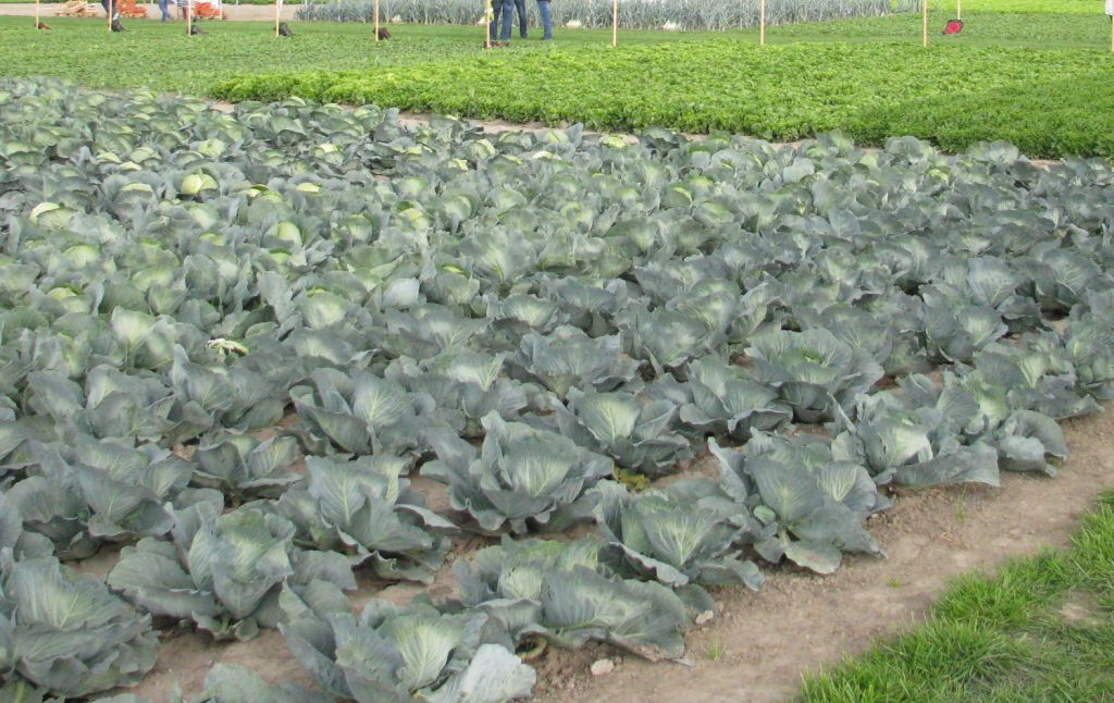 producenci warzyw i owoców, warzywa gruntowe