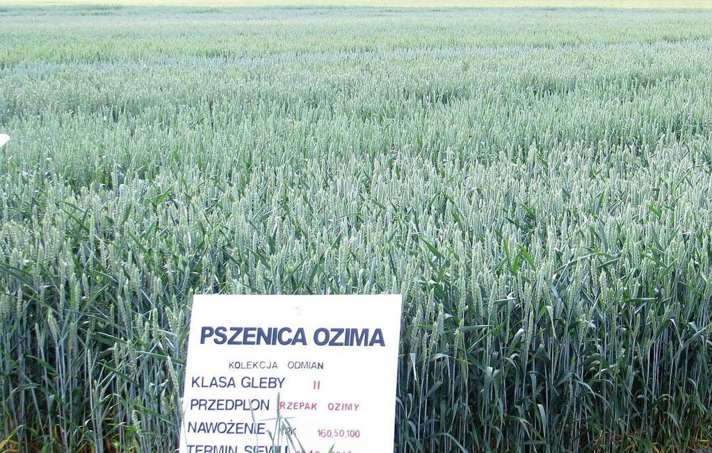 flufenacet zboża, ceny zbóż